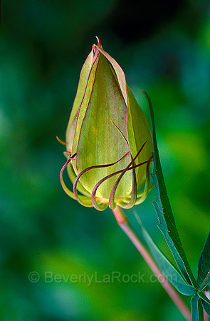 Wild Hybiscus Bud