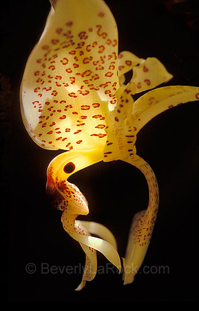 Yellow Orchid