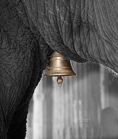 Temple Elephant's Bell