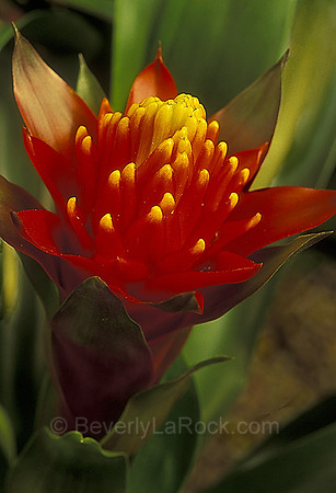 Bromeliad