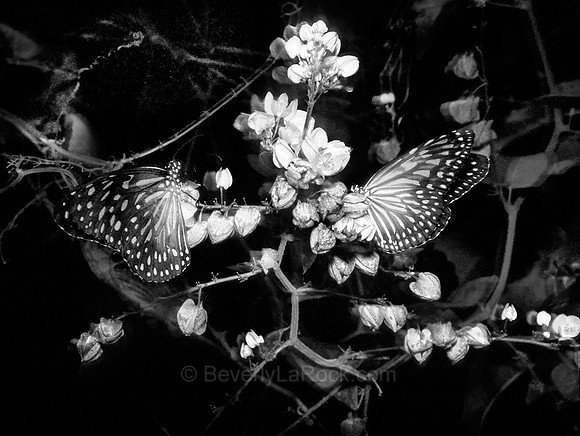 Butterflies